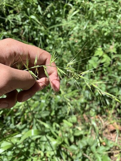 Elymus californicus, photographed by Ashwin Srinivasan