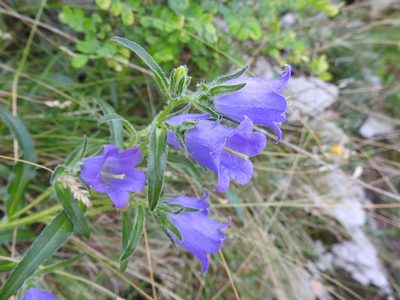 Campanula speciosa, photographed by Yves Bas