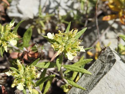 Teucrium montanum, photographed by Yves Bas