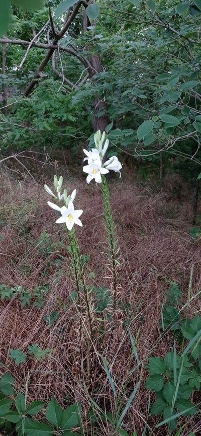 Lilium candidum, photographed by Sara Michieli