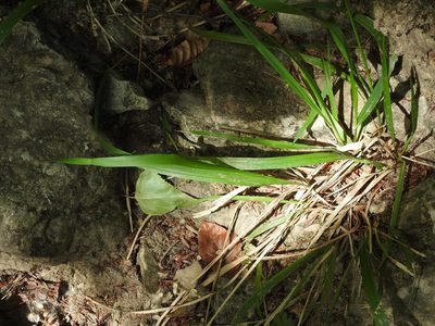 Achnatherum paradoxum, photographed by Yves Bas
