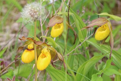 Cypripedium parviflorum, photographed by webohms