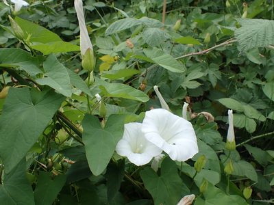 Calystegia sepium, photographed by Fabien Piednoir