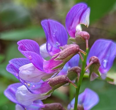 Lathyrus polyphyllus, photographed by John A Haskins