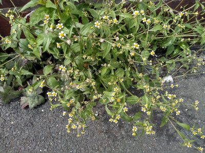 Galinsoga quadriradiata, photographed by Karen Fry