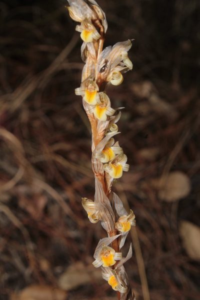 Deiregyne falcata, photographed by Arturo Castro Castro