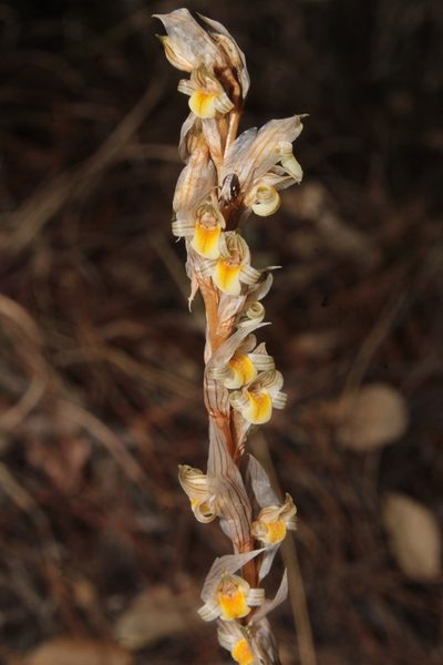 Deiregyne falcata, photographed by Arturo Castro Castro