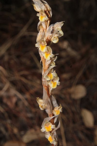 Deiregyne falcata, photographed by Arturo Castro Castro