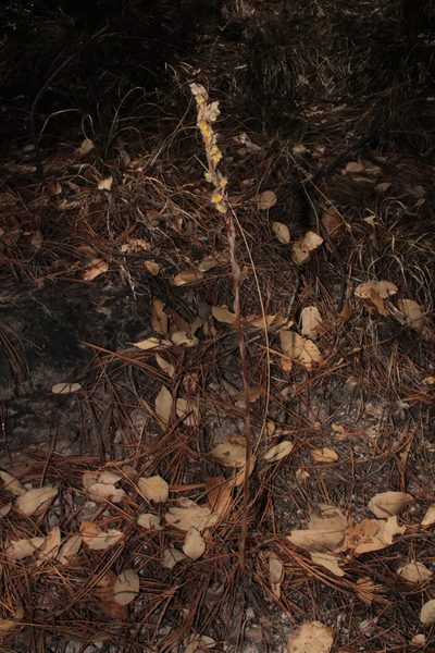 Deiregyne falcata, photographed by Arturo Castro Castro
