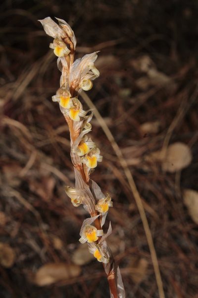 Deiregyne falcata, photographed by Arturo Castro Castro