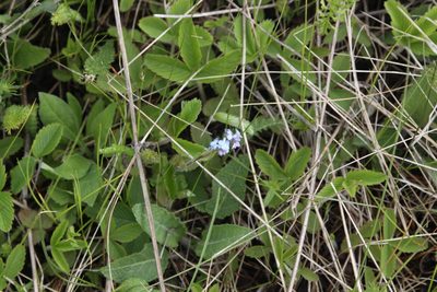 Myosotis alpestris, photographed by Екатерина Кропочева
