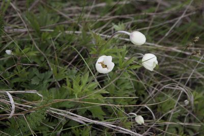 Anemonoides sylvestris, photographed by Екатерина Кропочева
