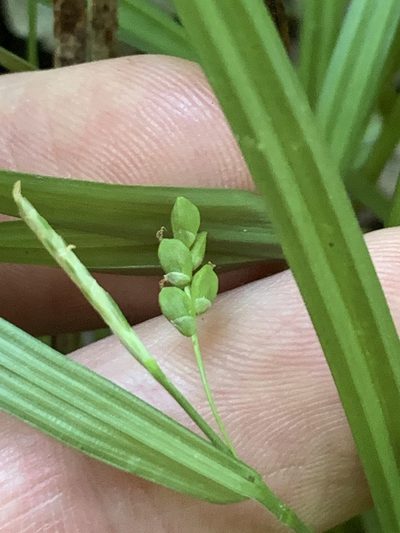 Carex cumberlandensis, photographed by Daniel J. Layton