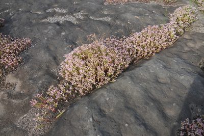Sedum pulchellum, photographed by Robert Webster