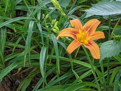 Hemerocallis fulva, photographed by Mark G