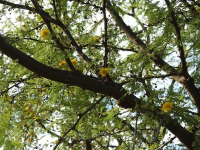 Vachellia caven, photographed by Eduardo Luis Beltrocco