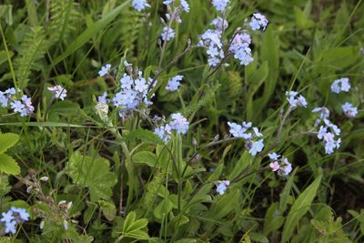 Myosotis alpestris, photographed by Екатерина Кропочева