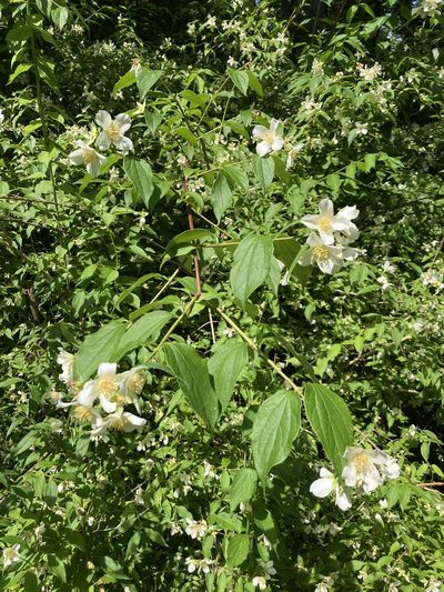 Philadelphus inodorus, photographed by mefisher
