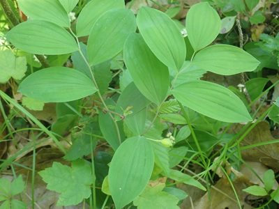Uvularia sessilifolia, photographed by Lynn Harper