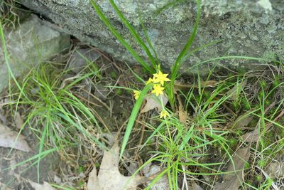 Hypoxis hirsuta, photographed by Jack Beusmans