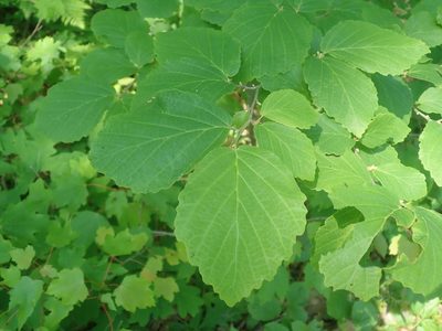 Hamamelis virginiana, photographed by Lynn Harper