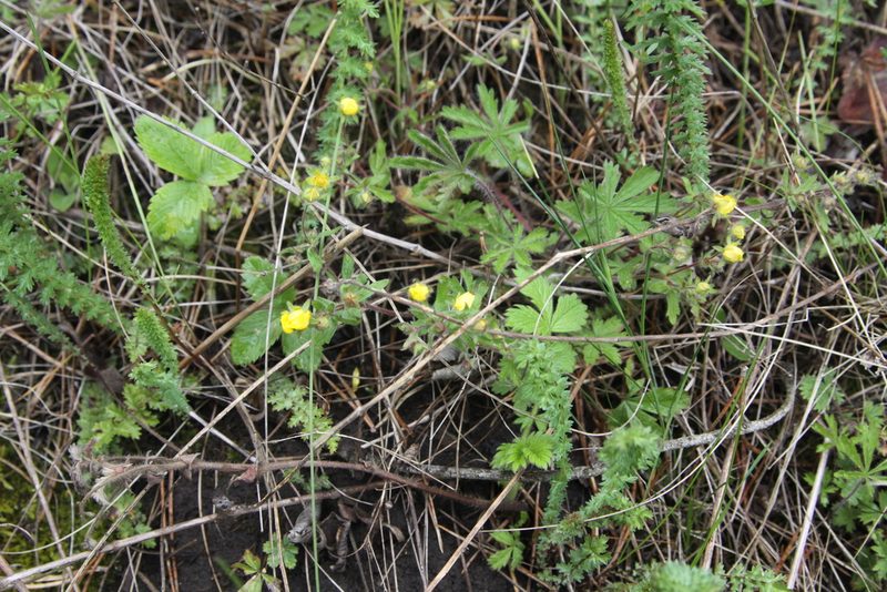 Potentilla humifusa, photographed by Екатерина Кропочева