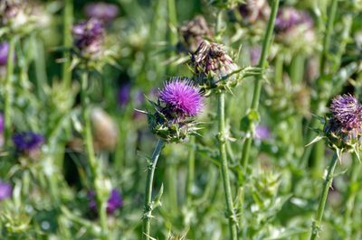 Silybum marianum, photographed by Donald Davesne