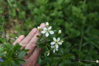 Prunus fruticosa, photographed by Екатерина Кропочева