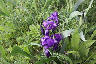 Iris aphylla, photographed by Екатерина Кропочева