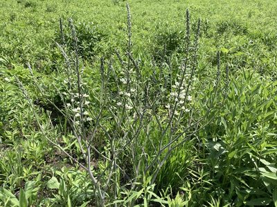 Baptisia lactea, photographed by edufford
