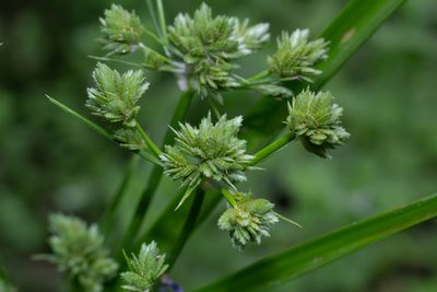 Cyperus eragrostis, photographed by Daniela Costa