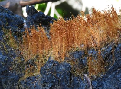 Funaria hygrometrica, photographed by P Holroyd