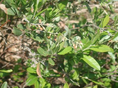Chamaedaphne calyculata, photographed by Lynn Harper
