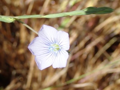 Linum bienne, photographed by P Holroyd