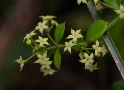 Rubia peregrina, photographed by Daniela Costa