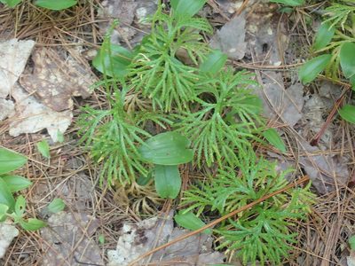 Diphasiastrum digitatum, photographed by Lynn Harper