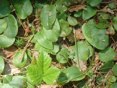 Epigaea repens, photographed by Lynn Harper