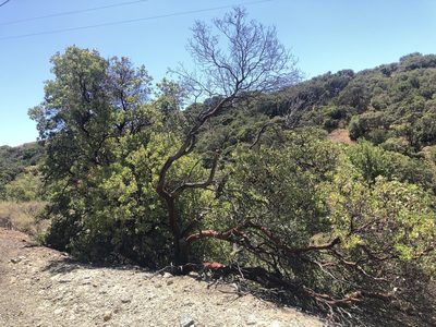 Arctostaphylos glauca, photographed by Justin Paulin