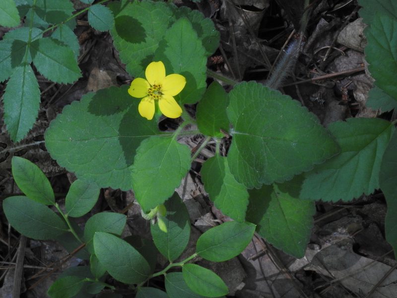 Chrysogonum virginianum, photographed by TERRI MEWBORN