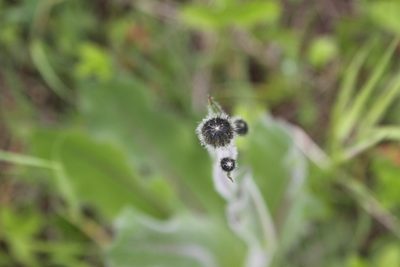 Hypochaeris maculata, photographed by Екатерина Кропочева