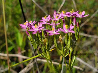 Centaurium tenuiflorum