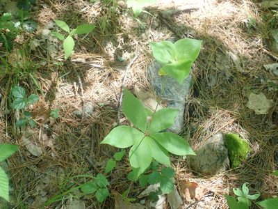 Medeola virginiana, photographed by Lynn Harper