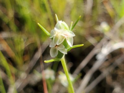 Plantago aristata, photographed by Samuel A Schmid, PhD, PWS