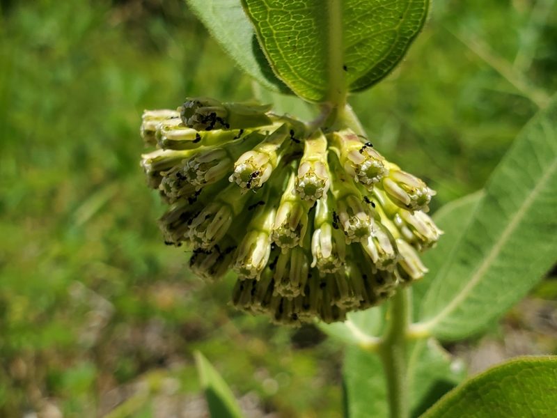 Asclepias viridiflora, photographed by Samuel A Schmid, PhD, PWS