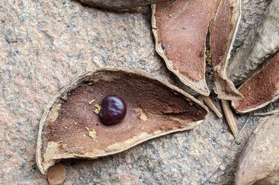 Pongamia pinnata, photographed by Kristof Zyskowski