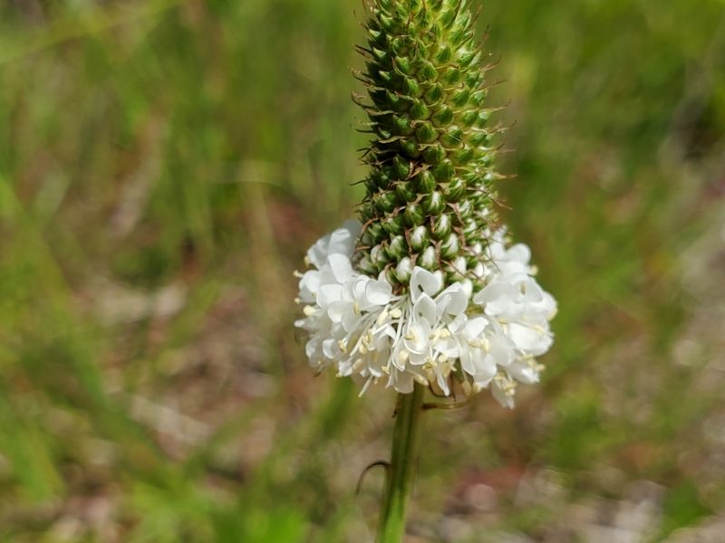 Dalea candida, photographed by Samuel A Schmid, PhD, PWS