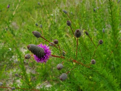 Dalea purpurea, photographed by Samuel A Schmid, PhD, PWS