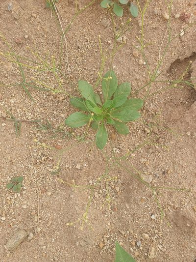 Paramollugo nudicaulis, photographed by Agnes
