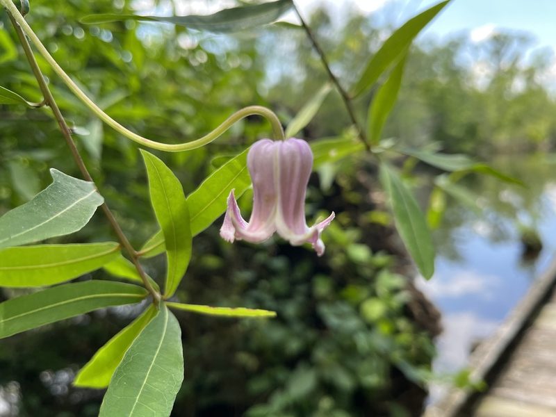 Clematis crispa, photographed by Steve Taylor
