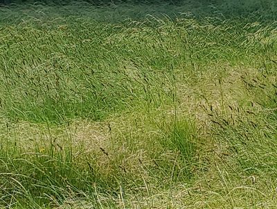 Carex oklahomensis, photographed by hr_dragonfly